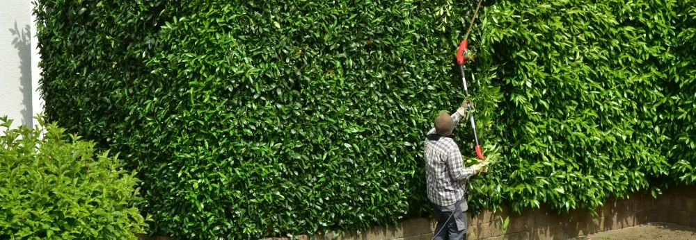 Person schneidet Hecke mit Heckenschere